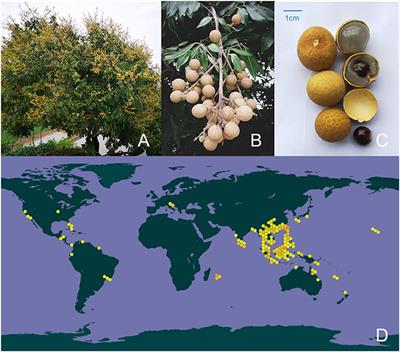 Extraction, purification, structural features and biological activities of longan fruit pulp (Longyan) polysaccharides: A review